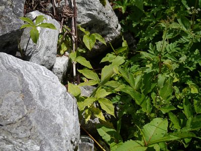 Arisaema jacquemontii, photographed by Dinesh Valke