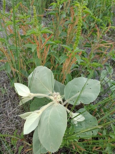 Croton subpannosus, photographed by Tomás Carranza Perales