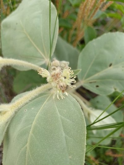 Croton subpannosus, photographed by Tomás Carranza Perales