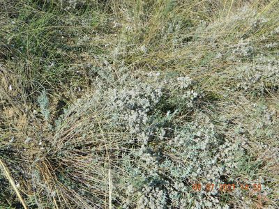 Teucrium polium, photographed by Galyna Mykytynets