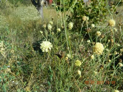 Cephalaria uralensis, photographed by Galyna Mykytynets
