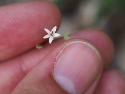 Kelloggia galioides, photographed by Nina House