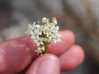Valeriana californica, photographed by Nina House