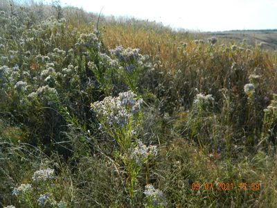 Galatella sedifolia, photographed by Galyna Mykytynets