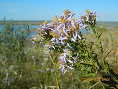 Galatella sedifolia, photographed by Galyna Mykytynets