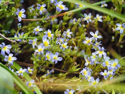 Porterella carnosula, photographed by Nina House