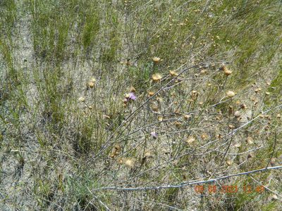 Centaurea odessana, photographed by Galyna Mykytynets