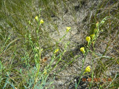 Linaria genistifolia, photographed by Galyna Mykytynets