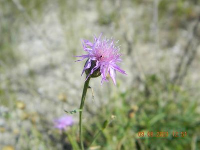 Centaurea odessana, photographed by Galyna Mykytynets