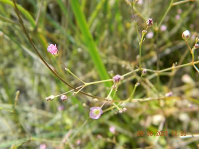 Gypsophila perfoliata, photographed by Galyna Mykytynets