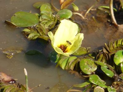 Hydrocleys nymphoides, photographed by Ezequiel Racker