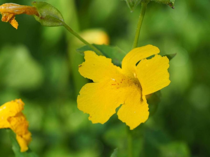 Erythranthe corallina, photographed by Nina House