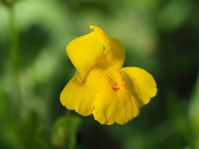 Erythranthe corallina, photographed by Nina House
