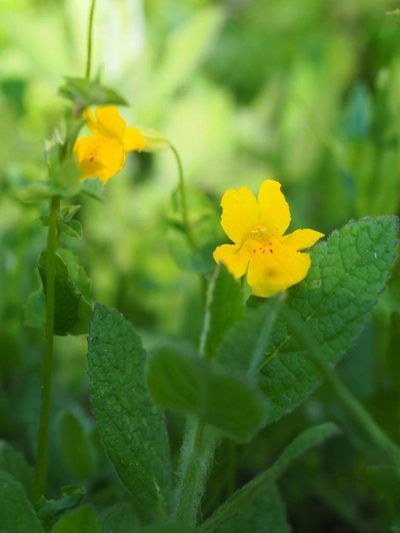 Erythranthe corallina, photographed by Nina House
