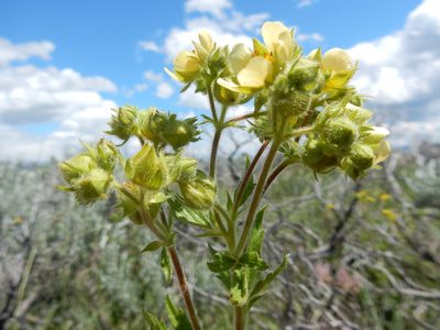 Drymocallis arguta, photographed by Matt Lavin