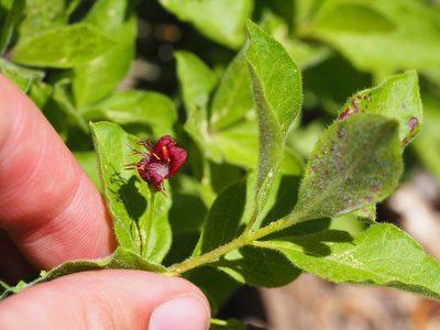 Lonicera conjugialis, photographed by Nina House