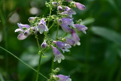 Penstemon calycosus, photographed by vrschmalhofer