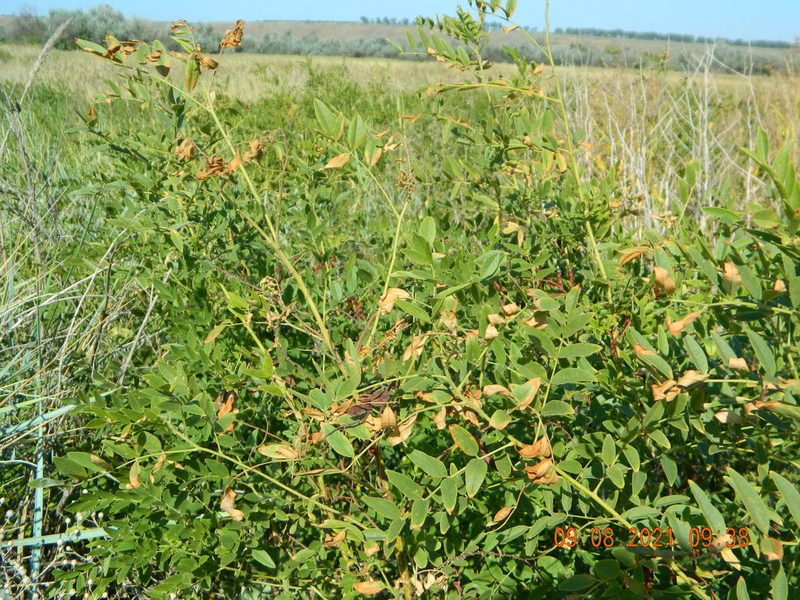Glycyrrhiza glabra, photographed by Galyna Mykytynets