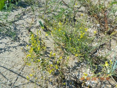 Linaria genistifolia, photographed by Galyna Mykytynets