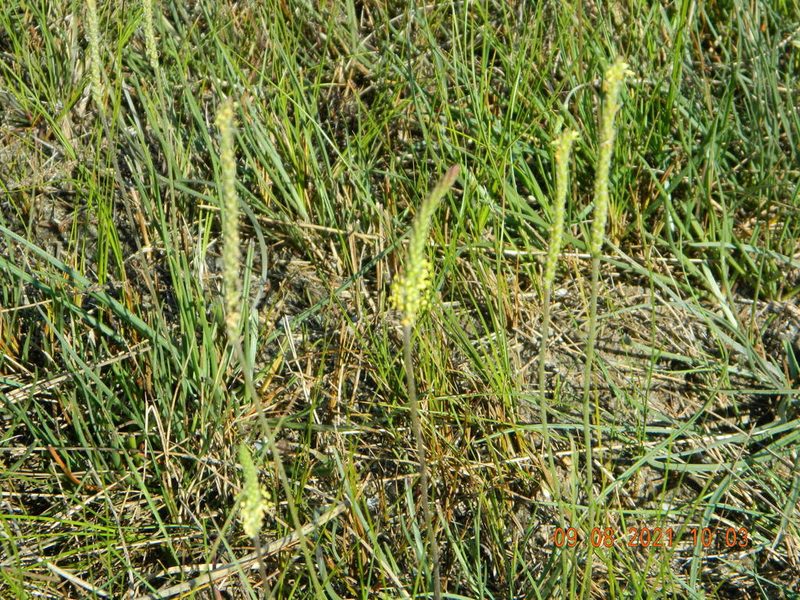 Plantago salsa, photographed by Galyna Mykytynets