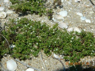 Galium humifusum, photographed by Galyna Mykytynets
