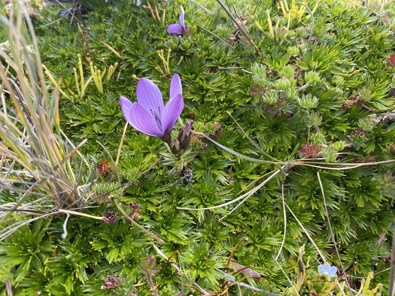 Gentianella cerastioides, photographed by Alejandro Hoyos Guerrero