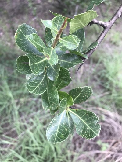 Commiphora glandulosa, photographed by rosshawkins