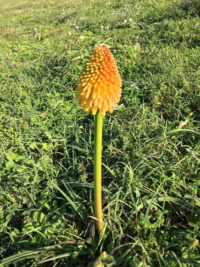 Kniphofia rooperi, photographed by Andrew Gillespie