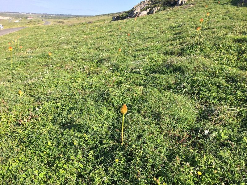 Kniphofia rooperi, photographed by Andrew Gillespie