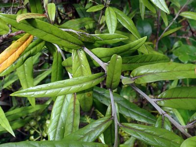 Corokia buddleioides, photographed by Peter de Lange