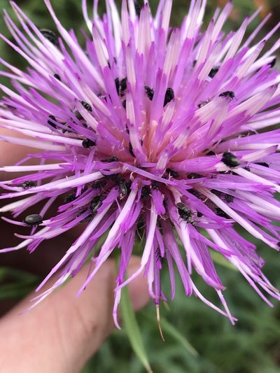 Cirsium wheeleri, photographed by Jared Shorma