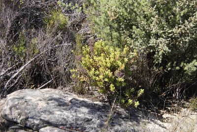 Crassula undulata, photographed by Tony Rebelo