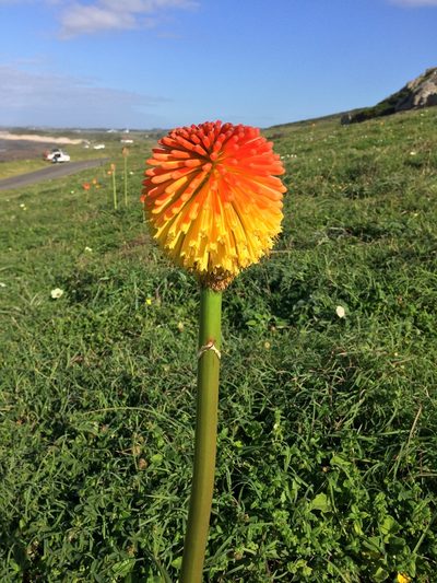 Kniphofia rooperi, photographed by Andrew Gillespie