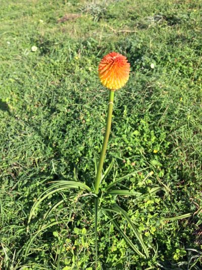 Kniphofia rooperi, photographed by Andrew Gillespie