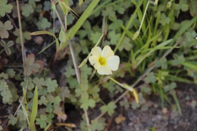Oxalis obtusa, photographed by Tony Rebelo