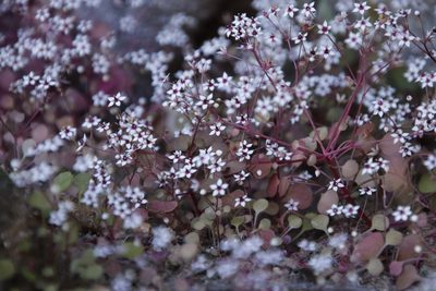 Crassula dentata, photographed by Tony Rebelo