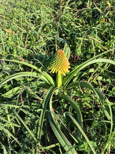 Kniphofia rooperi, photographed by Andrew Gillespie