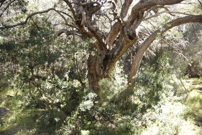 Podocarpus elongatus, photographed by Tony Rebelo