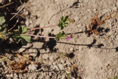 Pelargonium gilgianum, photographed by Tony Rebelo