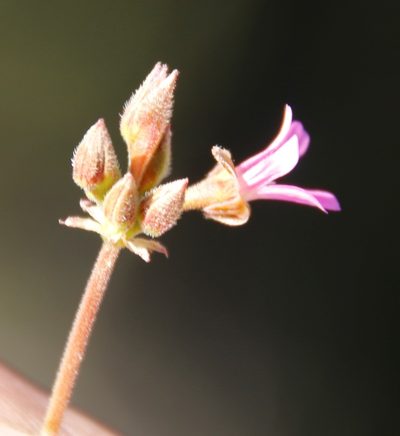 Pelargonium gilgianum, photographed by Tony Rebelo