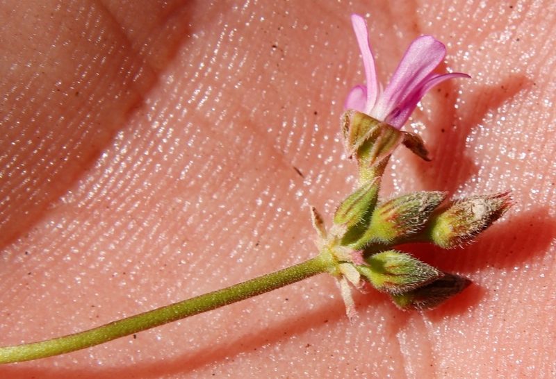 Pelargonium gilgianum, photographed by Tony Rebelo