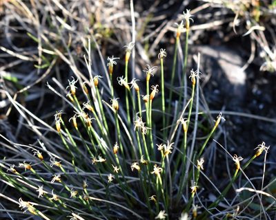 Trichophorum cespitosum, photographed by Eric Lamb