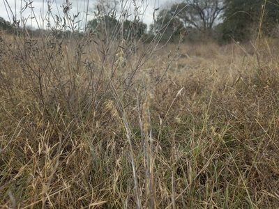 Bouteloua rigidiseta, photographed by WCD Staff