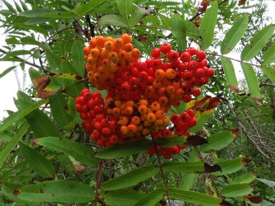 Sorbus americana, photographed by Ian Whyte