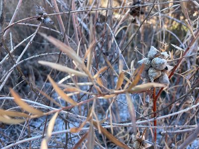 Salix exigua, photographed by lejones417