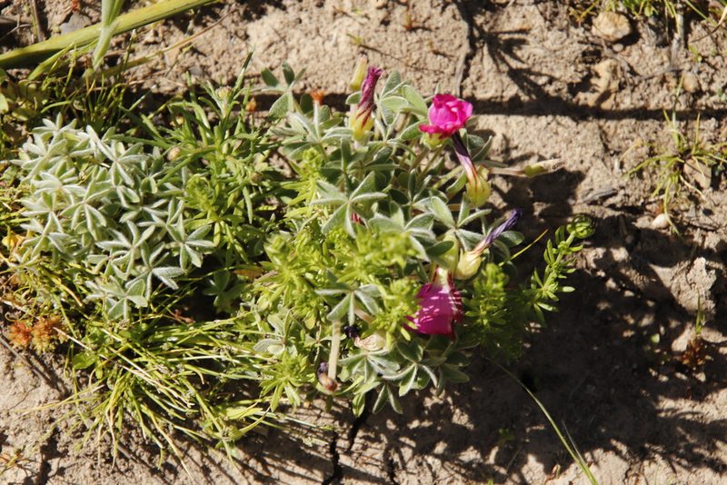 Oxalis heterophylla, photographed by Tony Rebelo
