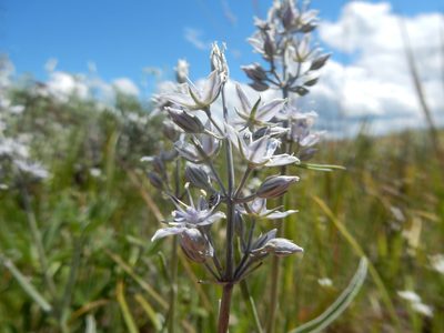 Frasera albicaulis