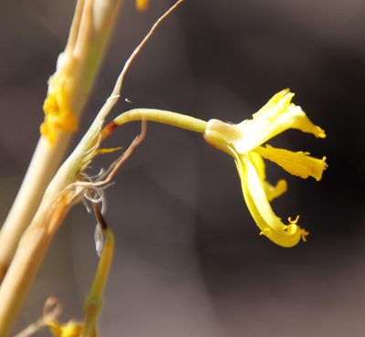 Moraea marlothii, photographed by Tony Rebelo