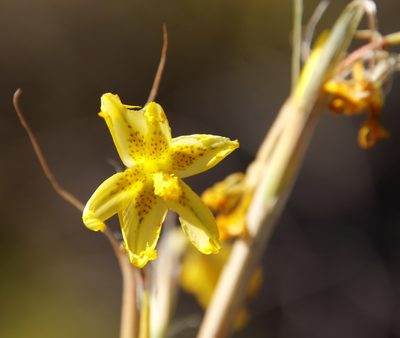 Moraea marlothii, photographed by Tony Rebelo