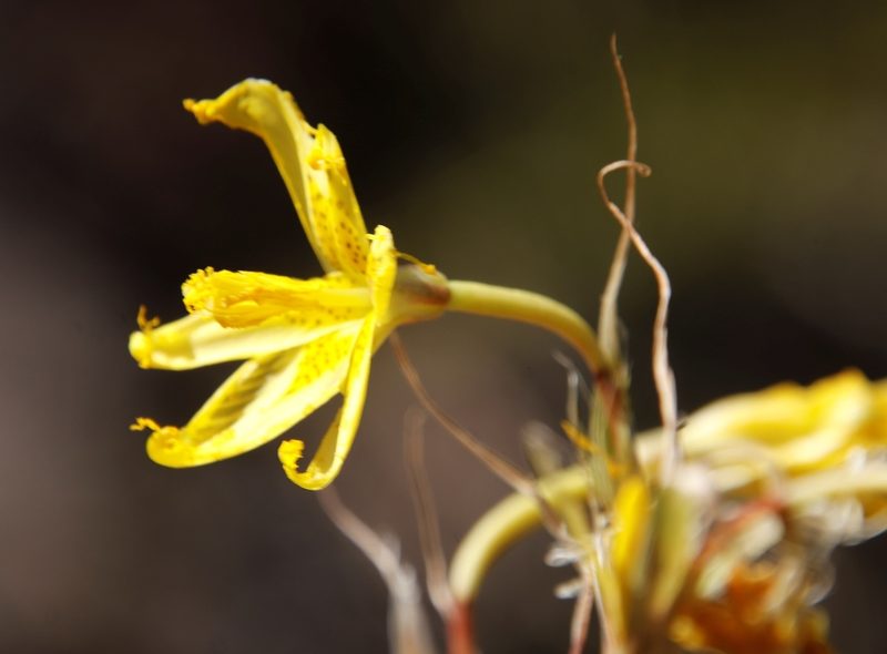 Moraea marlothii, photographed by Tony Rebelo